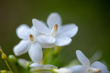 Kapat. İnanılmaz güzel çiçek arkaplanı..