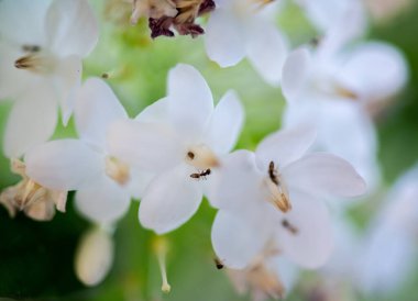 Kapat. İnanılmaz güzel çiçek arkaplanı..