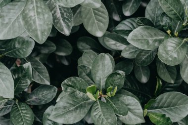 Doğa yeşil yaprak arka plan ve güzel duvar kağıdı.