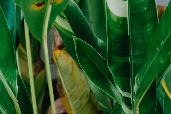 Naturaleza Fondo Hoja Verde Hermoso Fondo Pantalla — Foto de Stock