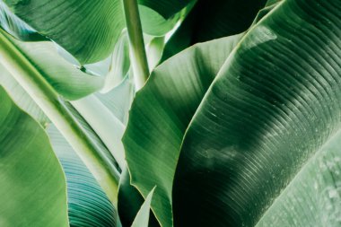 Soyut, doğa yeşil yaprak arkaplan ve güzel duvar kağıdı.