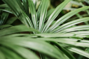 Soyut, doğa yeşil yaprak arkaplan ve güzel duvar kağıdı.