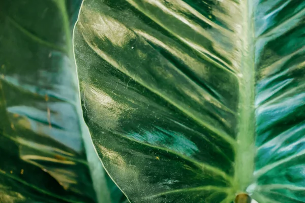 Resumen Naturaleza Fondo Hoja Verde Hermoso Fondo Pantalla — Foto de Stock