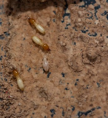 Tahta yiyen termitlere yakın, (Termit hasar evi)