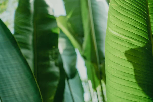 Resumen Naturaleza Fondo Hoja Verde Hermoso Fondo Pantalla — Foto de Stock