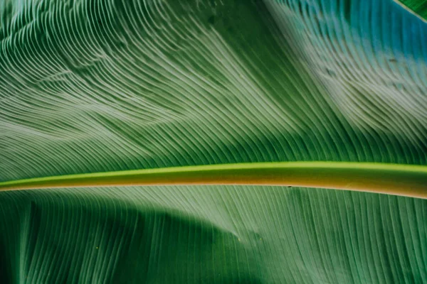 Αφηρημένη Φύση Πράσινο Φόντο Φύλλων Και Όμορφη Ταπετσαρία — Φωτογραφία Αρχείου
