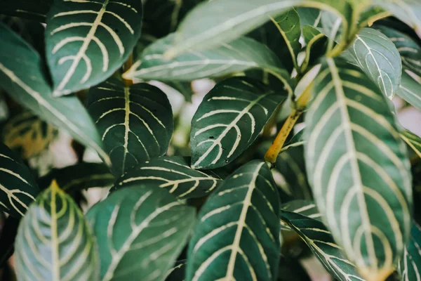 Resumen Naturaleza Fondo Hoja Verde Hermoso Fondo Pantalla — Foto de Stock