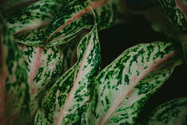 Resumen Naturaleza Fondo Hoja Verde Hermoso Fondo Pantalla — Foto de Stock