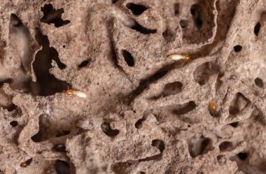 Tahta yiyen termitlere yakın, (Termit hasar evi)