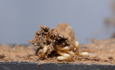 Tahta yiyen termitlere yakın, (Termit hasar evi)