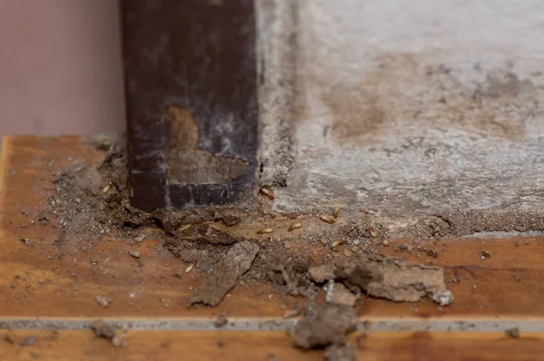 白蚁的近战吃木柴 白蚁破坏房屋 — 图库照片