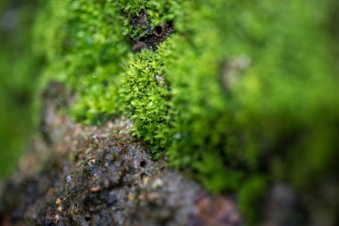 Yeşil yosun arkaplanını kapatın. Yeşil yosun arka planı. Yeşil yosun dokusunu kapat. Yeşil yosun arkaplanı.