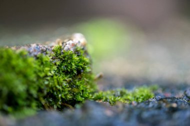 Yeşil yosun arkaplanını kapatın. Yeşil yosun arka planı. Yeşil yosun dokusunu kapat. Yeşil yosun arkaplanı.