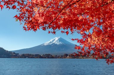 Fuji Dağı, Japonya 'nın ikonik sembolü, sonbahar yaprakları mevsiminde, fevkalade güzel bir dönem. kawaguchiko, japan.