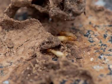 Tahta yiyen termitlere yakın, (Termit hasar evi)