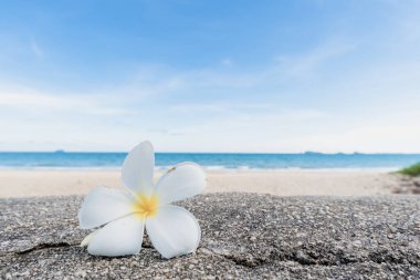 Güzel doğa deniz yaz arkaplanı, kumsal.