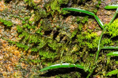 Yeşil yosun arkaplanını kapatın. Yeşil yosun arka planı. Yeşil yosun dokusunu kapat. Yeşil yosun arkaplanı.