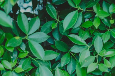 Soyut, doğa yeşil yaprak arkaplan ve güzel duvar kağıdı.