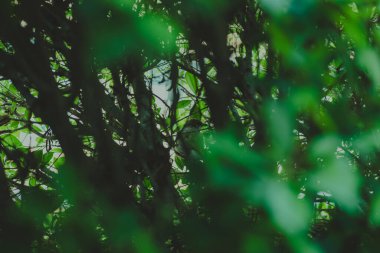 Soyut, doğa yeşil yaprak arkaplan ve güzel duvar kağıdı.