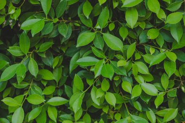 Soyut, doğa yeşil yaprak arkaplan ve güzel duvar kağıdı.