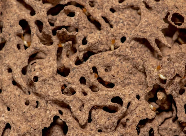 Tahta yiyen termitlere yakın, (Termit hasar evi)