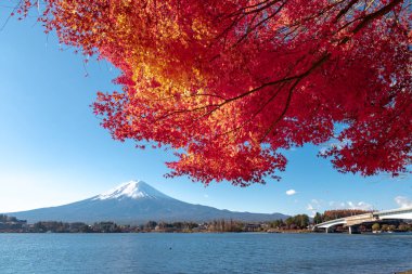 Fuji Dağı, Japonya 'nın ikonik sembolü, sonbahar yaprakları mevsiminde, fevkalade güzel bir dönem. kawaguchiko, japan.
