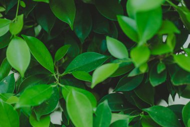 Soyut, doğa yeşil yaprak arkaplan ve güzel duvar kağıdı.