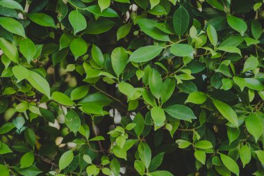 Soyut, doğa yeşil yaprak arkaplan ve güzel duvar kağıdı.