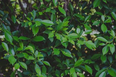 Soyut, doğa yeşil yaprak arkaplan ve güzel duvar kağıdı.