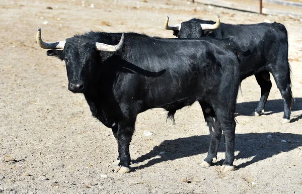 Una Granja Ganadera Toros Valientes España — Foto de Stock