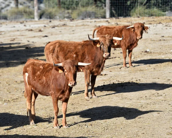 Uma Fazenda Gado Touros Corajosos Espanha — Fotografia de Stock