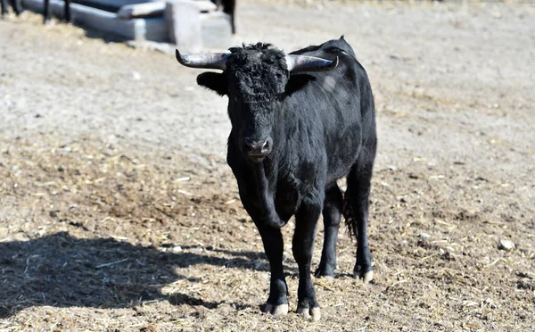 Cattle Farm Brave Bulls Spain — Stock Photo, Image