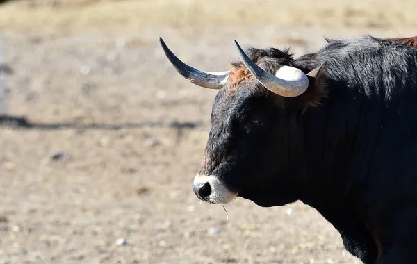 Une Ferme Bovine Taureaux Courageux Espagne — Photo