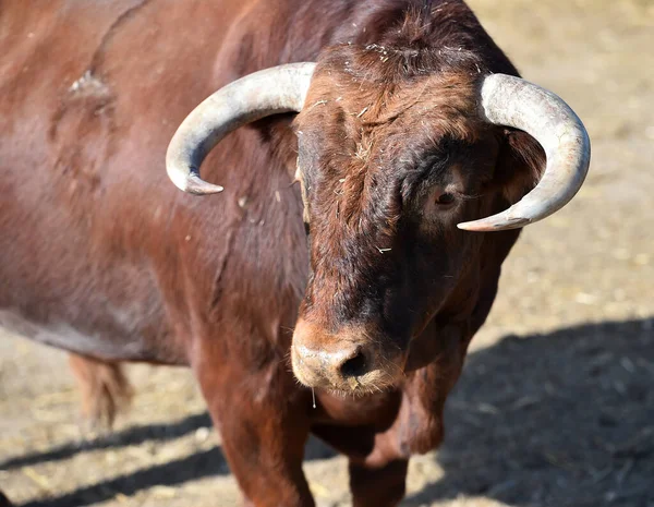 Uma Fazenda Gado Touros Corajosos Espanha — Fotografia de Stock