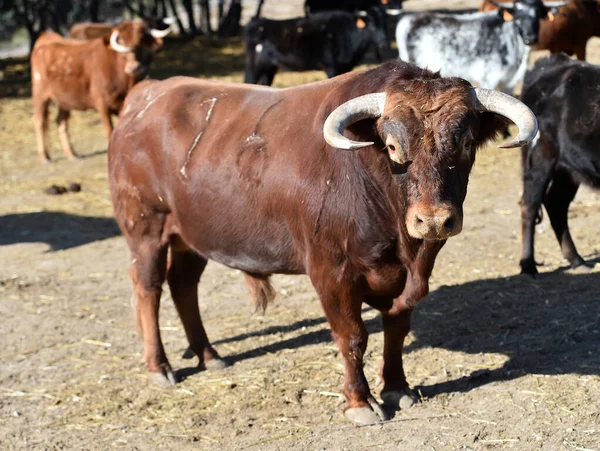 Spanya Daki Cesur Boğaların Sığır Çiftliği — Stok fotoğraf