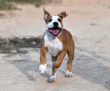 Sahada küçük bir pitbull