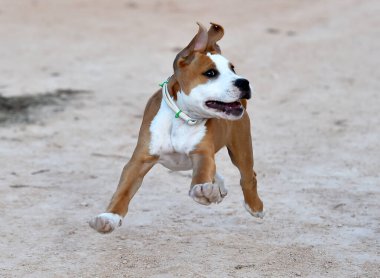 Sahada küçük bir pitbull