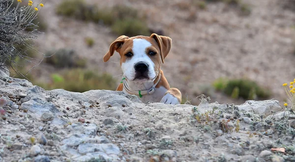 Petit Pitbull Sur Terrain — Photo