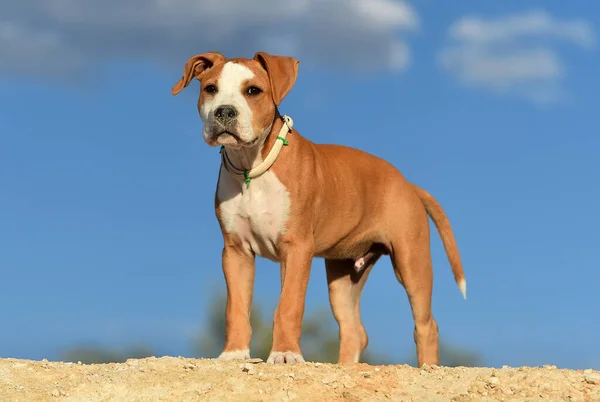 Pequeño Pit Bull Campo — Foto de Stock