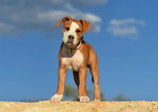 Pequeño Pit Bull Campo —  Fotos de Stock