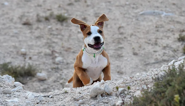 Ein Kleiner Pitbull Auf Dem Feld — Stockfoto