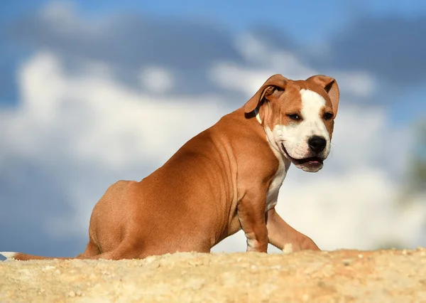 Petit Pitbull Sur Terrain — Photo