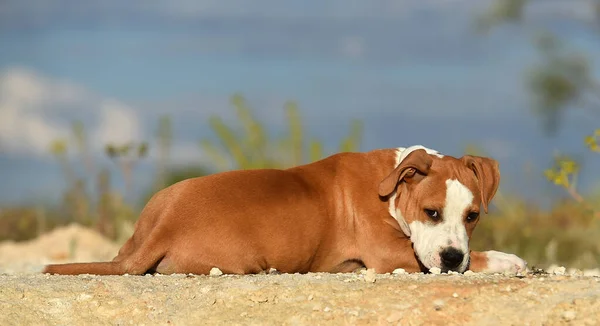 Petit Pitbull Sur Terrain — Photo