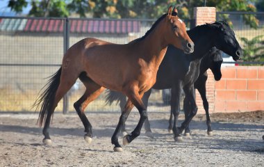 Görkemli bir İspanyol atı.