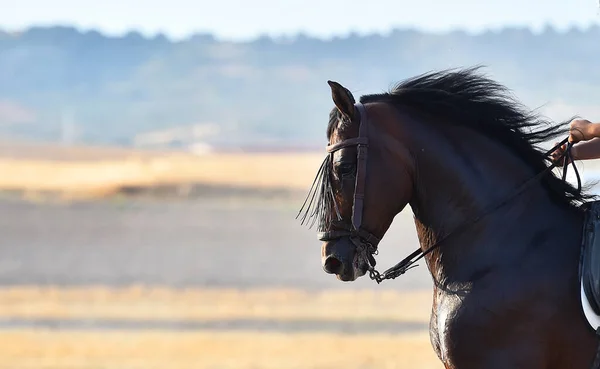Majestätisk Spansk Häst — Stockfoto