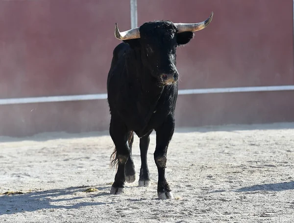 Büyük Boynuzlu Spanyol Siyah Boğası — Stok fotoğraf