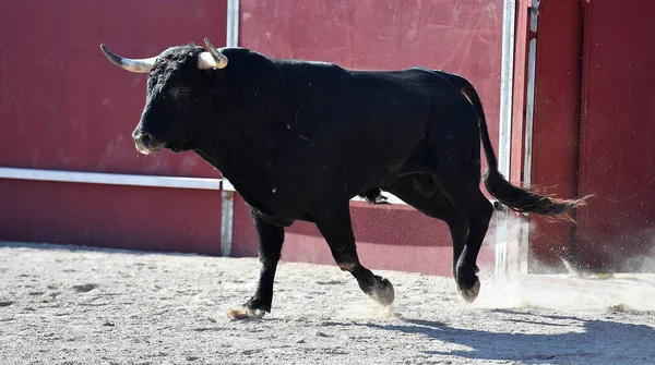 Toro Negro Español Con Cuernos Grandes — Foto de Stock