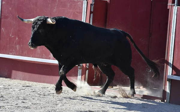 Büyük Boynuzlu Spanyol Siyah Boğası — Stok fotoğraf