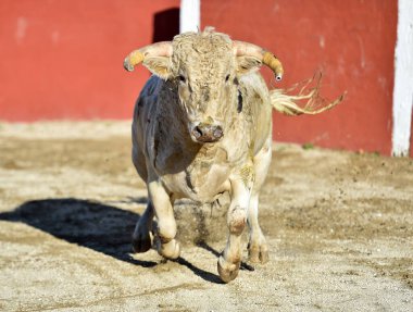 İspanyol güçlü bir boğa, büyük boynuzlarıyla İspanyol boğa güreşinin geleneksel gösterisinde boğa güreşinde koşuyor.