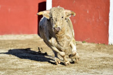 İspanyol güçlü bir boğa, büyük boynuzlarıyla İspanyol boğa güreşinin geleneksel gösterisinde boğa güreşinde koşuyor.